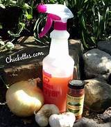 Pictures of Vegetable Pest Spray