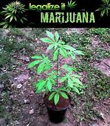 Marijuana Fake Plant