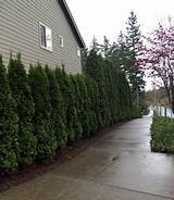 Pictures of Bellevue Landscaping Companies