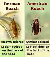 Pictures of Home Remedies For Killing German Roaches