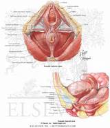 Images of Pelvic Floor Muscles Labeled