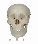 Cheap Life Size Plastic Skulls Images