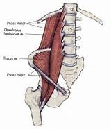 Strengthening Your Psoas Muscle Photos