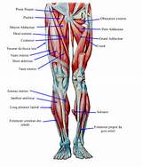 Muscle Exercises Diagram Photos