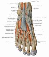 Dorsal Muscle Exercises Pictures