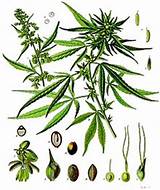 Montana Marijuana Pictures