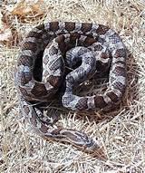 Pictures of Rat Snake