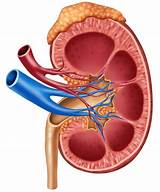 Kidney Stone Doctor Images