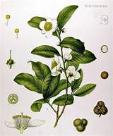 What Does A Jasmine Flower Look Like Pictures