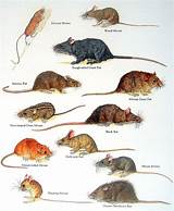 Photos of Rat Vs Mouse