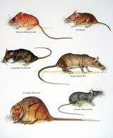 Images of Rat Names