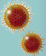 Photos of Herbal Treatment Of Herpes Virus