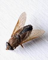 Photos of Horse Fly Home Remedies