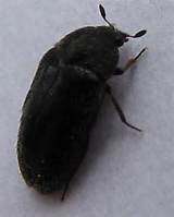 Black Carpet Beetle Pictures