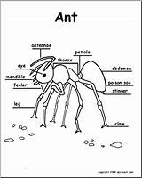 Ant Body Parts