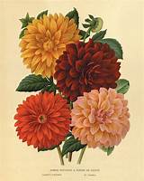 Pictures of Antique Flower Prints