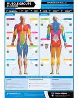 Muscles And Exercises In The Body Images