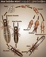 Images of Termites At Work