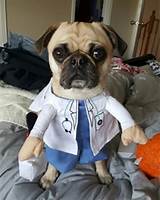 Photos of Dog Doctor Costume