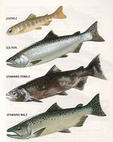 Photos of Chinook Fish