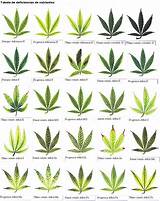 Pictures of Marijuana Fan