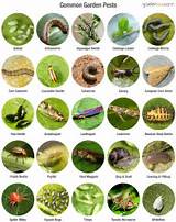 Vegetable Garden Insect Control Images