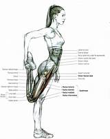 Quadriceps Muscle Exercises Videos Pictures