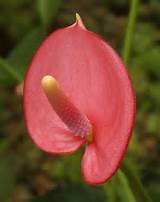 Pictures of Anthurium Flower Pictures