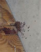 Photos of Symptoms Of Termite Damage