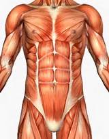Four Core Muscles