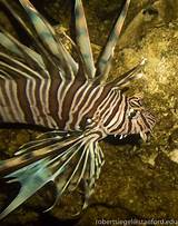 Images of The Lion Fish Hostel