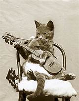 Cat Playing A Guitar Images