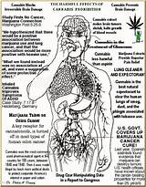 Harmful Effects Of Marijuana Pictures