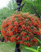 Hanging Begonia Flowers Photos