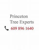 Images of Princeton Tree Service