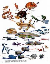 Theory Of Evolution Animals