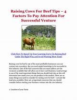 Raising Beef Cattle For Profit