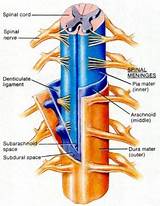 Pictures of Spinal Cord Injury Treatment Options