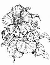 Images of Hibiscus Flower Drawing