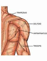 Pictures of Shoulder Muscle Exercises