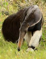 Do Anteaters Eat Fire Ants