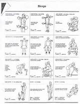 Pictures of Exercise Routine Biceps