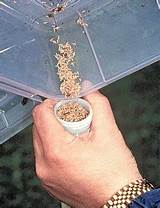 Images of Kit Anti Termite