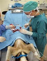 Images of Schools With Veterinary Majors