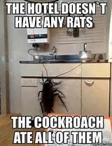Cockroach Jokes