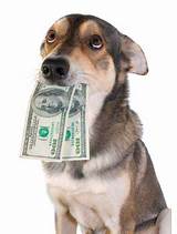 How Much To Make A Dog A Service Dog Pictures