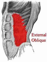Oblique External Muscle Exercises