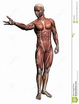 Images of Human Anatomy Software