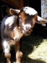 Baby Goats For Sale In Nc Images