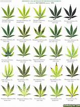 Leaves That Look Like Marijuana Photos